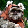 Ewok 的头像
