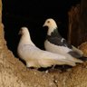 ٱمال profil fotoğrafı