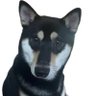 Фото профиля Screaming Shiba