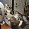 Фото профиля CatLadySmith🇺🇸🐈