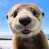 Profilbild von แป๋วแหว๋ว
