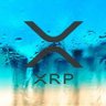 XRP_Pilot's profile picture