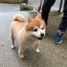 Profilbild von 大親友は大痔主