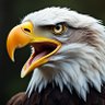 AmeriPoll 的头像