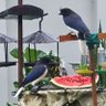 Pinguim's profile picture