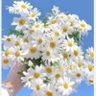 ندى🌺 profil fotoğrafı