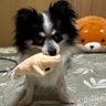 きたむ(*´﹃`*)'s profile picture