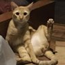 Фото профиля แมวส้มยูไนเต็ด