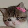 Кібернитік's profile picture