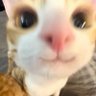 ねこ profil fotoğrafı