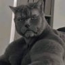 OmniSentinel's profile picture