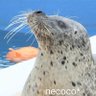 necoco*'s profile picture