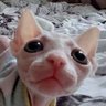 Фото профиля Nini Kitty