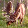 Trail Camera Pictures profil fotoğrafı