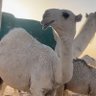 عبدالله النويصر profil fotoğrafı