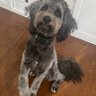 Ajbids123's profile picture