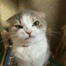 Profilbild von Misfit (Taylor’s Version)