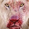 Profilbild von aslan