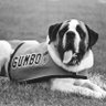 Profilbild von Gumbo the Dog