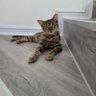 Фото профиля Kuro Ashi Mili