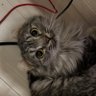 Profilbild von ｢NEKO｣