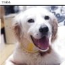 midorimie's profile picture
