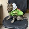 上禾葉's profile picture