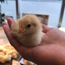 ひよこ隊長 profil fotoğrafı