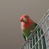 やっぱりインコが好き。 的头像