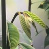 植物散歩 R profil fotoğrafı