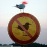 Conservative Nighthawk 🇺🇸's profile picture