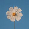 Intisar's profile picture