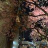君が好き profil fotoğrafı
