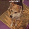 Фото профиля 滋賀の退役少佐