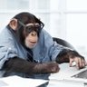 Tucumonkey's profile picture