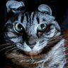 オポチュニティ向井 profil fotoğrafı