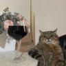 Tvad's profile picture