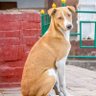 Фото профиля Street dogs of Nepal✌️