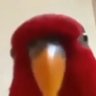 Фото профиля Birb