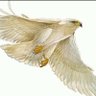 White Eagle profil fotoğrafı