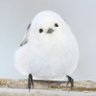 アツタネ's profile picture