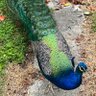 Turkeyshoot's profile picture