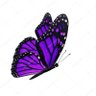 butterfly 的头像