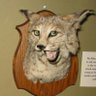 Bobcat's profile picture