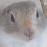 ☆きんちゃん寝る☆'s profile picture