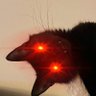 blackcat profil fotoğrafı