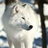 Profilbild von Lone wolf
