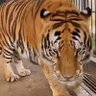 Фото профиля King Tiger....
