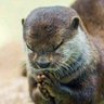 祈る者's profile picture