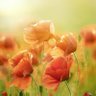 Profilbild von Flower Yard